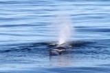 Sperm Whale; male; revealing species identity by left side frorward blow. Photo  Stefan Lithner