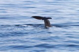 The smaller individual (~ 42 tons) identified by tail pattern. Photo  Stefan Lithner