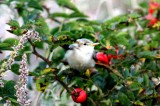 Olivaceous Warbler (Iduna pallida) (eksngare) Utklippan (Bl). Photo  Stefan Lithner