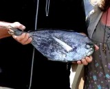 Brama brama (havsbraxen) caught in net 200 off the harbour of Mlle (Sk). Photo  Stefan Lithner