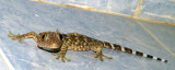 Tokay Gecko (Gekko gecko) (Laos)