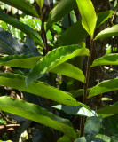 Pleated Ginger (Alpinia arctiflora)