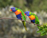 Rainbow Lorikeets