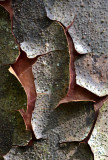 Mountain Kauri (Agathis atropurpurea)