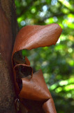Mountain Kauri (Agathis atropurpurea)