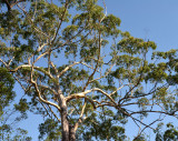 Gympie Messmate (Eucalyptus cloeziana)