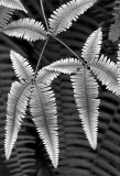 Forking Fern (Dicranopteris linearis)