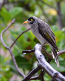 Noisy Miner