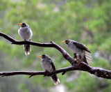 Noisy Miners