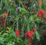 Rainbow Lorikeet