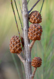 Black Sheoak (Allocasuarina littoralis)