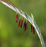 Giant Spear-grass (Heteropogon triticeus)