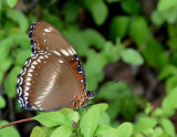 Varied Eggfly female