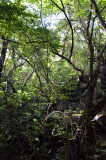 lava tube vine-thicket