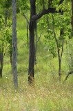 savanna Kalkani Crater