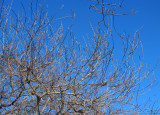 Pussy Willow Tree Buds