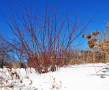 Red Twig Dogwood