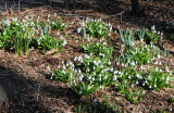 Snowdrops or Galanthus