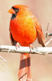 Northern Cardinal or Cardinalis cardinalis