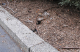 Lost Azalea Bushes