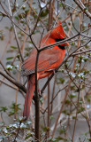 Northern Cardinal or Cardinalis cardinalis