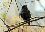 Starling