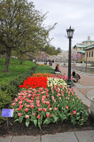 Tulip & Magnolia Blossoms