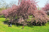 Cherry Tree Blossom Grove