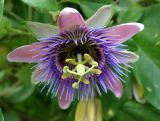 Passion Flower