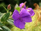 Tibouchina