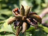 Peony Seed Pods