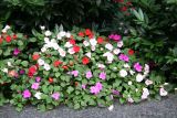 Impatiens