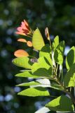 Smoke Tree Foliage