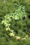 Woodbine Vine - New Growth