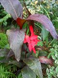 Red Canna