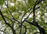 Crab Apple Tree Foliage