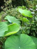 American Lotus or Nelumbo lutea