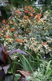 Glauca Rose Hips & Mixed Foliage
