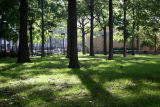 Oak Tree Stand - NYU Silver Towers Residence Garden