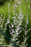 Russian Sage