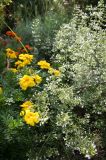 Garden Plot - Marigolds & Calamintha