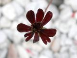 Miniature Dark Burgundy  Aster