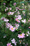 Japanese Anemone