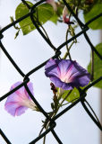 Morning Glories