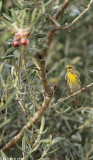 IMG_6003.jpg     European Serin  / Serinus serinus