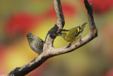 BO8R4183.jpg /  Siskin / Carduelis spinus