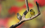 BO8R4186.jpg     Siskin / Carduelis spinus