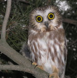 Northern SawWhet Owl 
