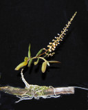 20124622 - Malleola constricta Little Imp CBR AOS 11-10-2012 Close-up 1.jpg