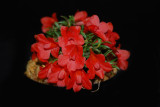 20124628 - Den. cuthbertsonii var agathodaemonis 'Cindy Hill' CHM/AOS (80 points) 11-8-2012